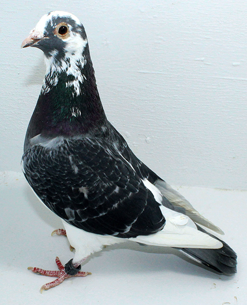 Band: AU 41432 AA 2025